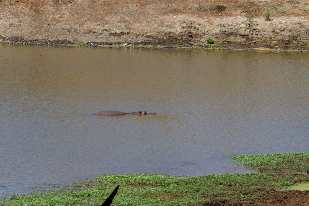 08 - Kruger NP (63).jpg